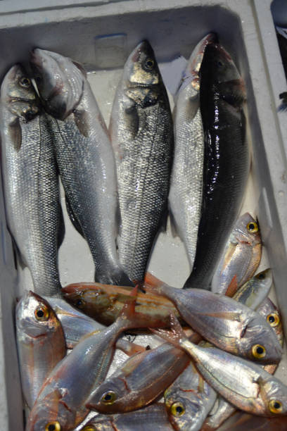 istock Jack mackerels and beautiful Red mullets ready for tasty lunch 994637108