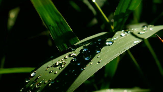 Drops of water on a sheet of reeds.