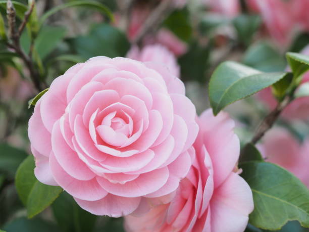 istock Pink flowers blooming beautifully 994645472