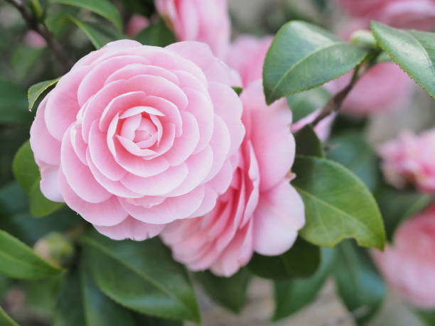 istock Pink flowers blooming beautifully 994645488