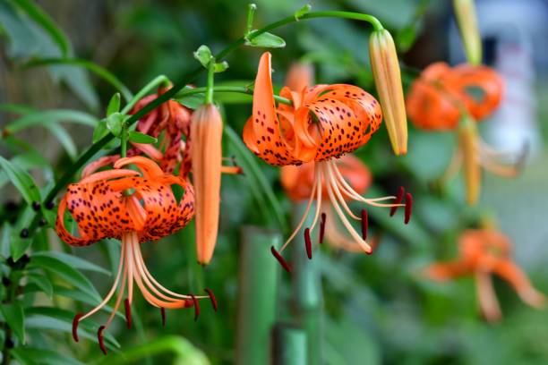 istock Lilium lancifolium / Tiger Lily Flower 994646128