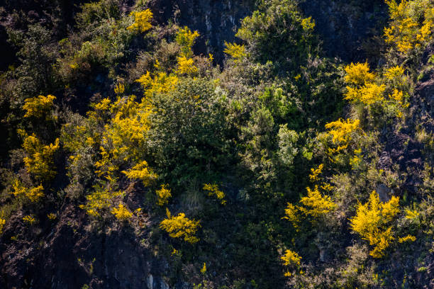 istock Calafate yellow flower 994646142