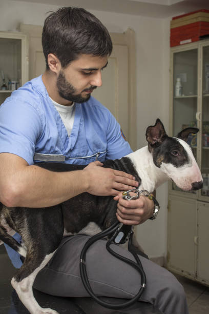 istock Doggy's Favorite Vet 994647694