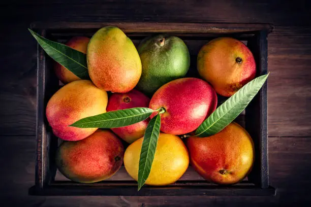 Tropical fruits: Wooden crate with assorted mangos in rustic kitchen. Natural lighting