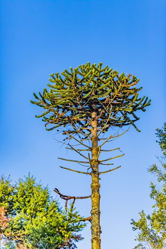 Monkey puzzle tree in Chile