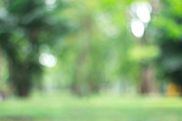 istock green blurred backdrop of nature, circle light wallpaper, white bokeh background 994652504