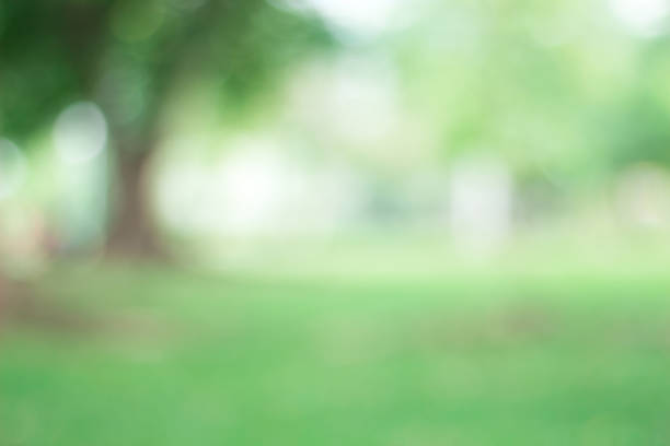 istock green blurred backdrop of nature, circle light wallpaper, white bokeh background 994655066