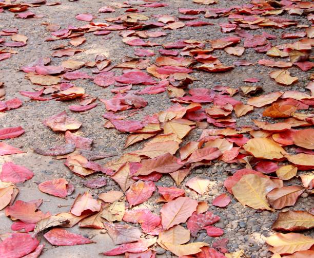 istock Indian Almond Leaves 994695086