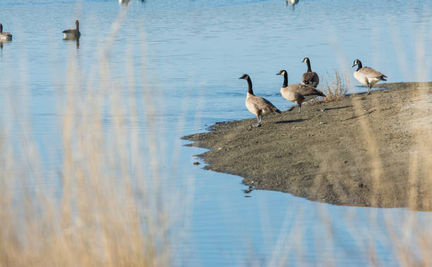 istock canada geese standing on shoreline 994702660