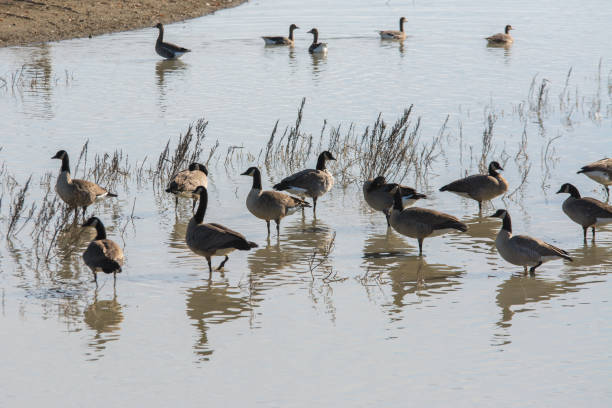 istock canada geese wading in shallow water 994702816