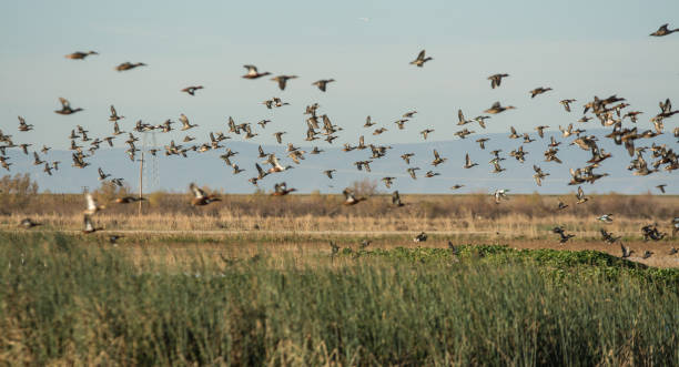 istock various group of ducks taking flight over wetlands 994702818