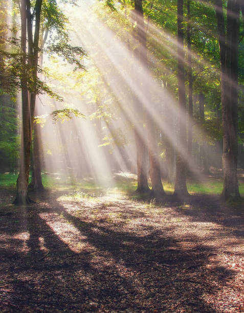 Magical, mystical forest with rays of light shining through