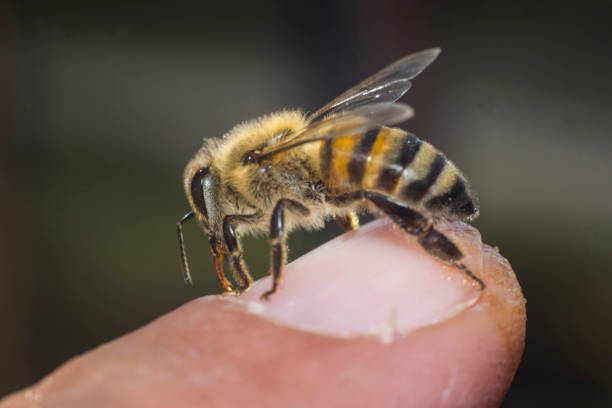 istock A friendly honey bee licking coffee from a human finger. 994705146