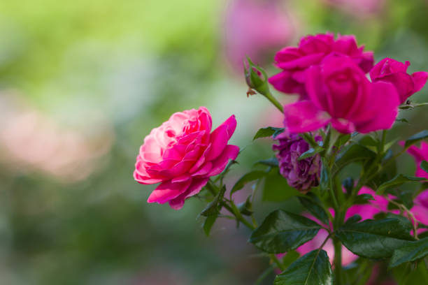 istock Blooming pink rose on blurred background, beautiful pink rose on a green background, blank for cards, holiday bouquet, spring pattern for the designer, art 994707510