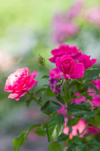 istock Blooming pink rose on blurred background, beautiful pink rose on a green background, blank for cards, holiday bouquet, spring pattern for the designer, art 994707530