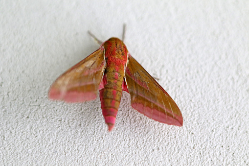 An Elephant Hawk Moth rests on a wall during a summer day.