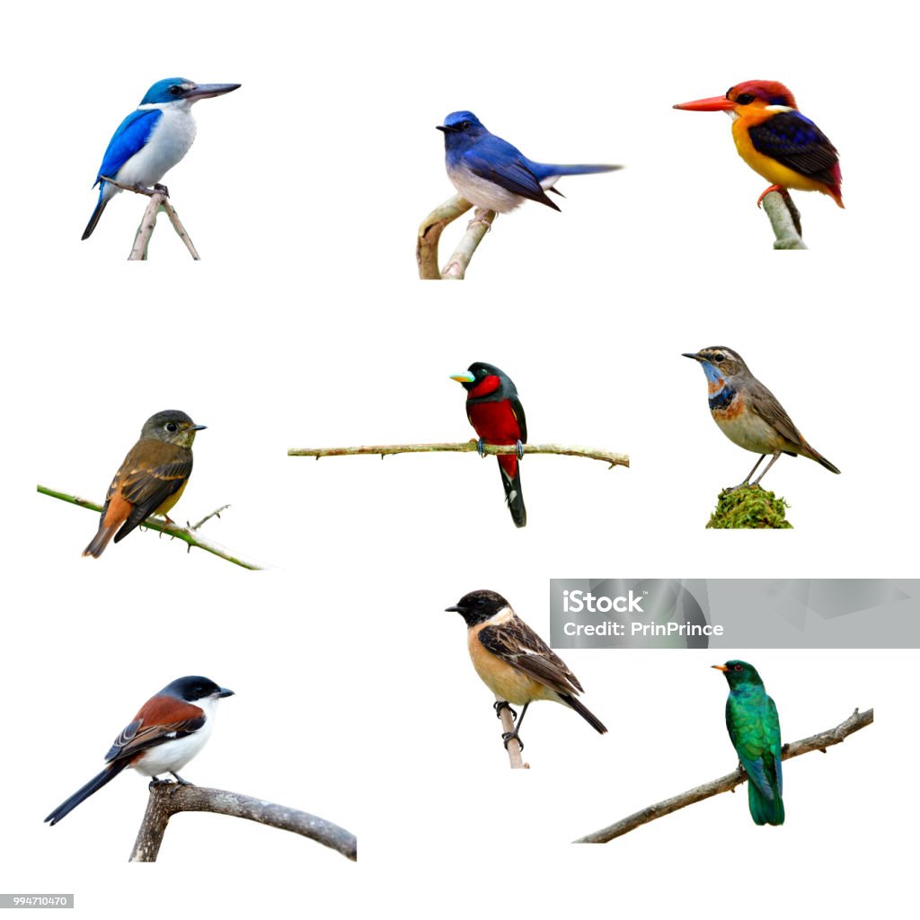 Collection Of Beautiful Birds With Different Colorful Of Plumages ...