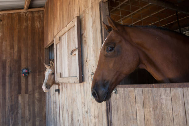 istock Horse in the Stables on a Rural Property 994710734