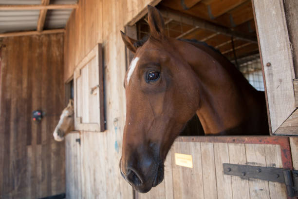 istock Horse in the Stables on a Rural Property 994710740