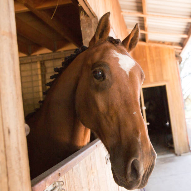 istock Horse in the Stables on a Rural Property 994710744