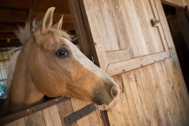 istock Horse in the Stables on a Rural Property 994710748