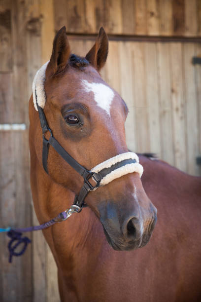 istock Horse in the Stables on a Rural Property 994710758
