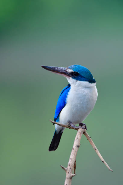 istock Collared kingfisher (Todiramphus chloris) beautiful blue and white with big beak birds lonely perching on torn branch in nature in vertical composition, exotic animal 994710920