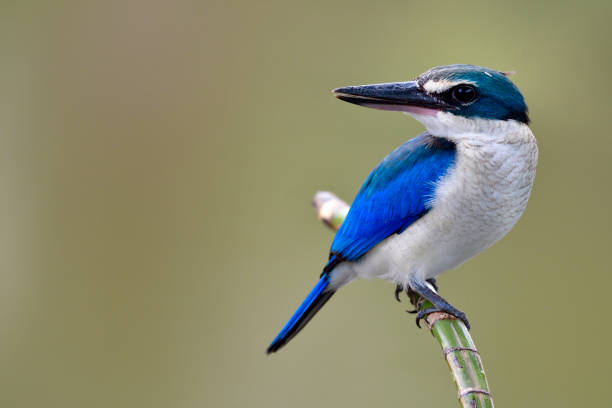istock Juvenile Collard Kingfisher (todiramphus chloris) turn its face back to a calling from his parents 994713096