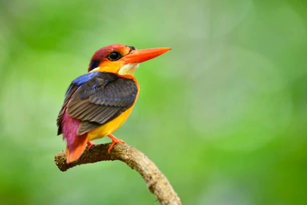 istock Oriental dwarf (Ceyx erithaca)  black-backed or three-toed kingfisher perching on branch over fine blur green background 994713414