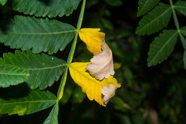 istock Two yellow leaves on a green branch. 994720608
