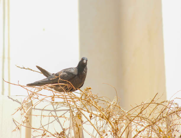 istock A gray pigeon picking sticks to build the nest. 994723148