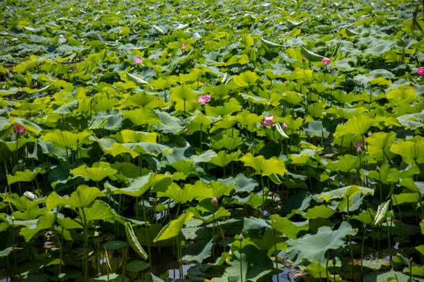 istock Lotus on the Green Lake, Kunming, China 994723156