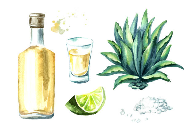 alkohol trinken tequila legen, gelbe flasche mexikanischen kaktus schnaps, volle schnapsglas mit scheibe aus kalk und salz, agave-pflanze. handgezeichnete aquarell abbildung, isoliert auf weißem hintergrund - tequila shot tequila salt lemon stock-grafiken, -clipart, -cartoons und -symbole