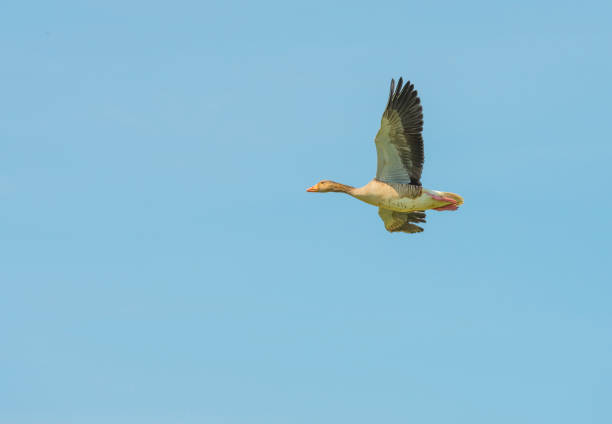 istock Goose flying in a blue cloudy sky in sunlight in summer 994725460