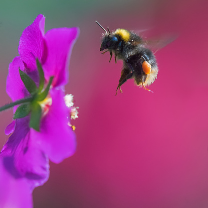 Bumble bee,Eifel,Germany.\nPlease see more similar pictures of my Portfolio.\nThank you!