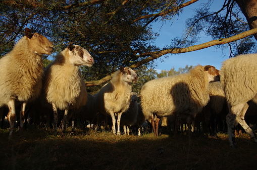 Sheep in the morning