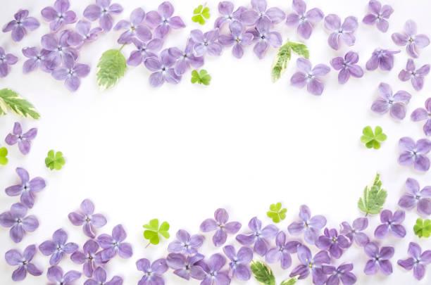 lilac flowers and leaves on a white background.