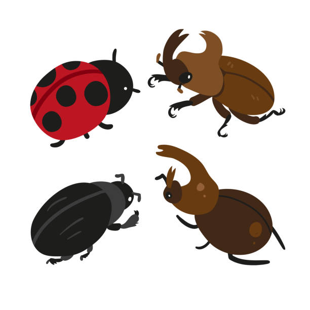 insekten-kollektion-design - beetle stock-grafiken, -clipart, -cartoons und -symbole