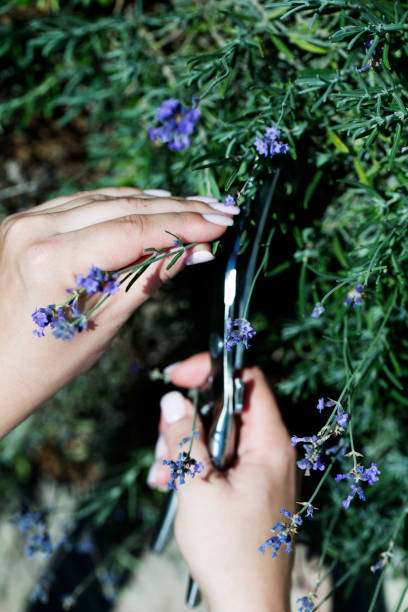 Woman cuts the lavender scissors. Woman cuts a lavender bouquet with garden scissors. Pruning a lavender in the garden Woman cuts the lavender scissors. Woman cuts a lavender bouquet with garden scissors. Pruning a lavender in the garden cusp stock pictures, royalty-free photos & images