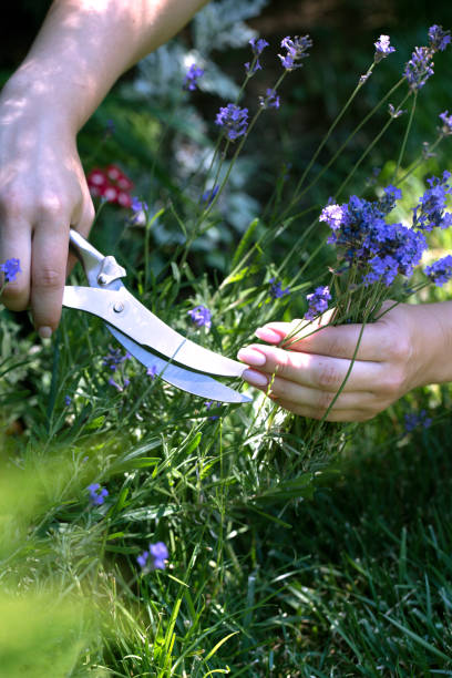 Woman cuts the lavender scissors. Woman cuts a lavender bouquet with garden scissors. Pruning a lavender in the garden Woman cuts the lavender scissors. Woman cuts a lavender bouquet with garden scissors. Pruning a lavender in the garden cusp stock pictures, royalty-free photos & images