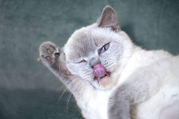 istock British white cat. British cat (color blue-point). British white cat with blue eyes 994748104