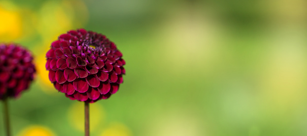 Flower dahlia dekorative Karma Choc in the garden against a blurred natural background close-up. Flower background