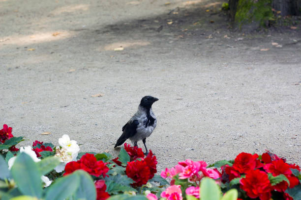 Gray crow walks near flowerbed. Corvus cornix bird, hooded crow, hoodie, Scotch crow, Danish crow, grey crow, mist crow, Nebelkrahe
