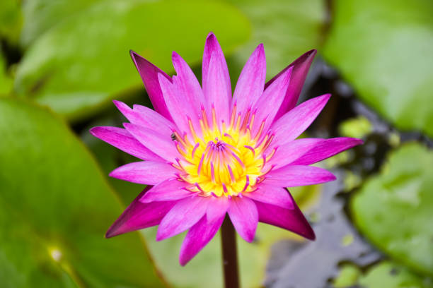 美しい紫の蓮の花 - lotus pink petal closed ストックフォトと画像