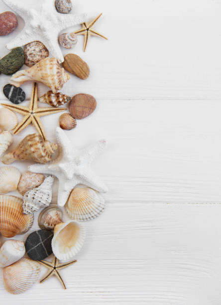 istock sea shells on a white wooden table 994751226