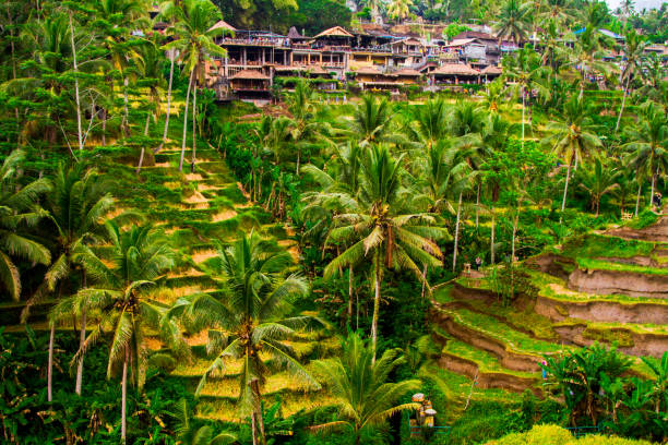 istock Tegallalang rice terrace, Bali, Indonesia 994756312