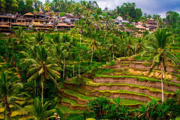 istock Tegallalang rice terrace, Bali, Indonesia 994756428