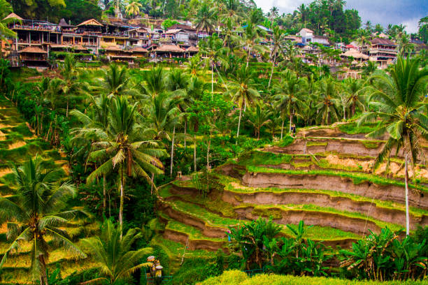 Tegallalang rice terrace, Bali, Indonesia