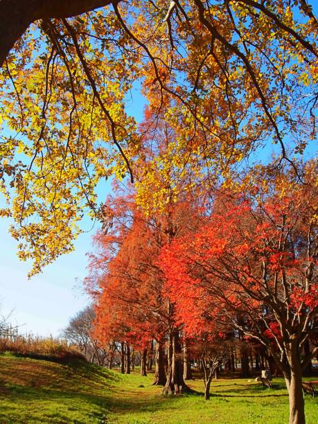 istock autumn park yellow leaves 994761460