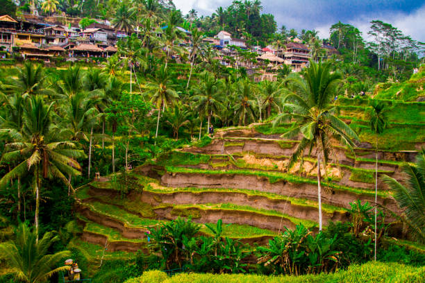 istock Tegallalang rice terrace, Bali, Indonesia 994761726